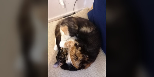 Cover image for Immeowtal Beloved