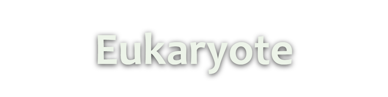 Eukaryote