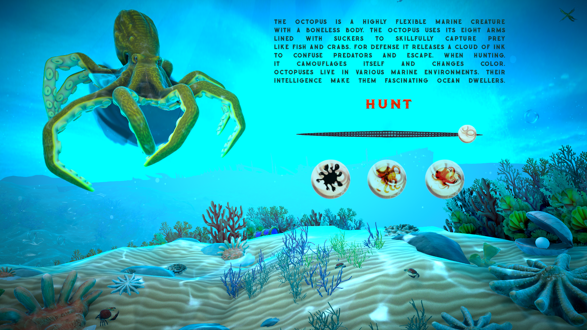 The Octopus Experience