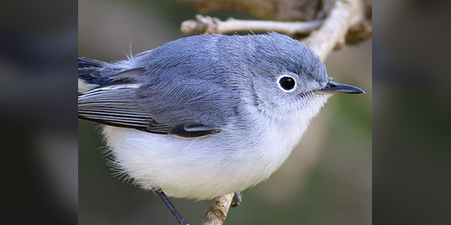 Cover image for the sky was the color of a gnatcatcher's breast (a manifesto)