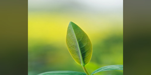 Cover image for Growing Pains