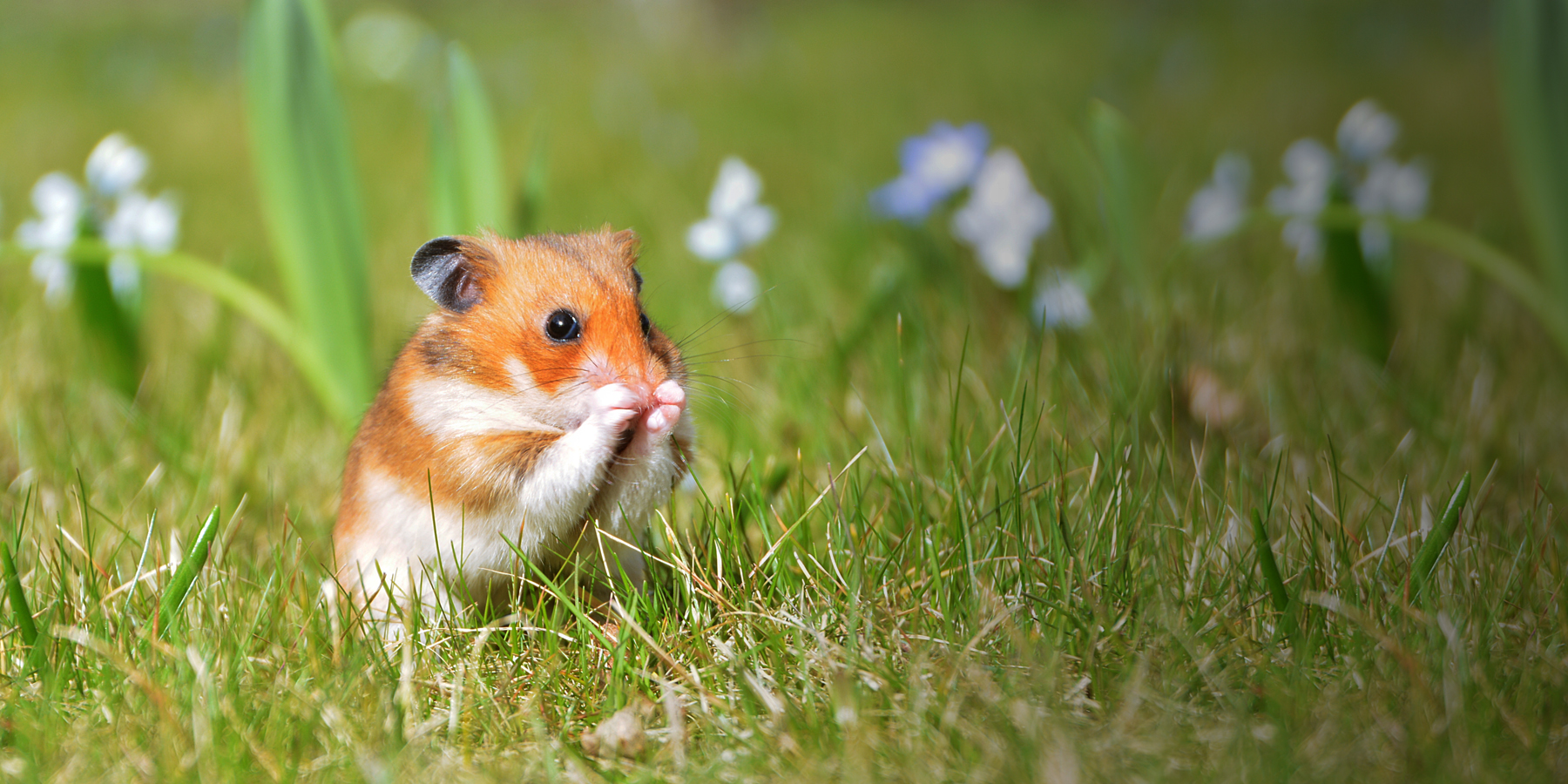 Cover image for You'll Never be Taz the Minibeast