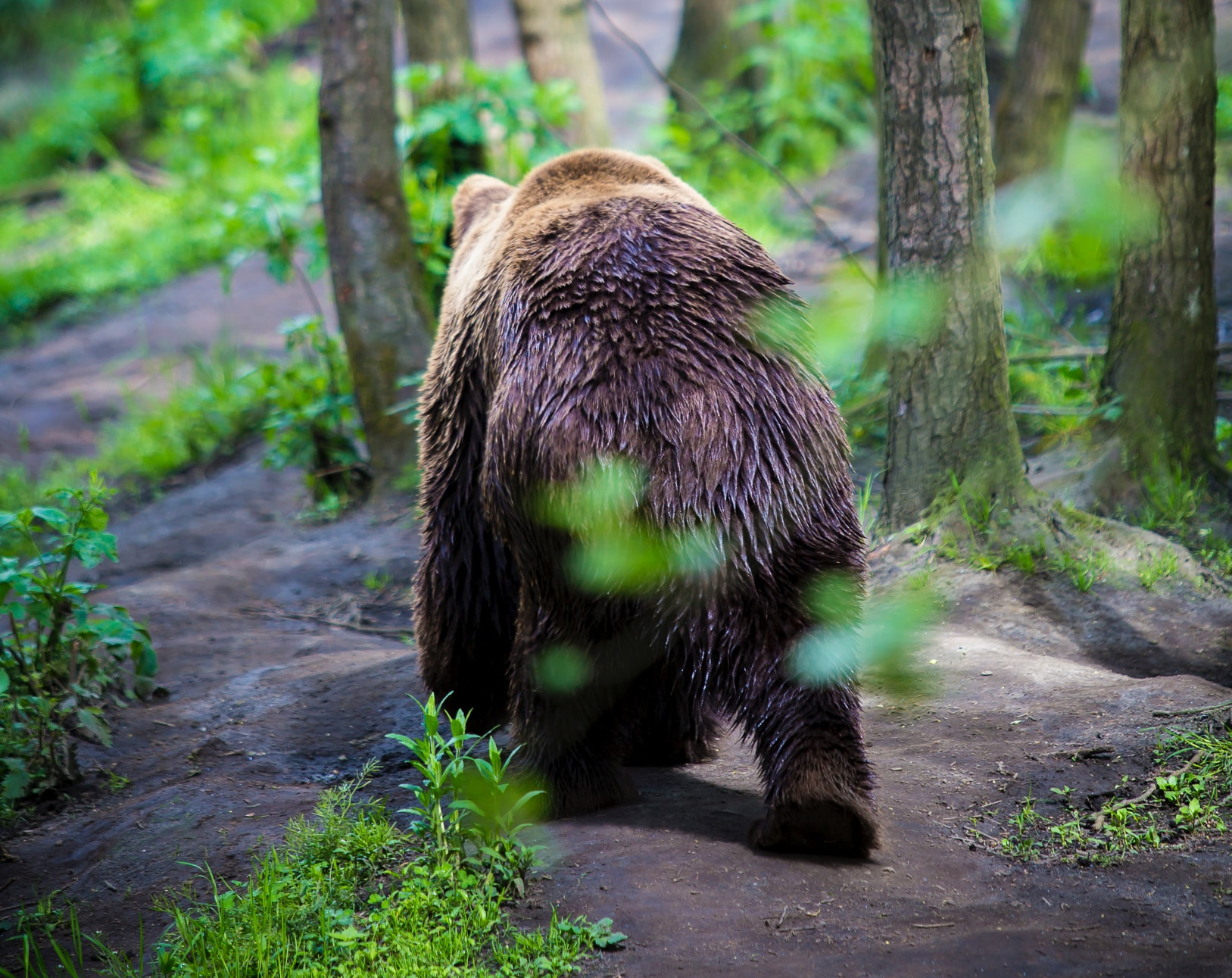 Cover image for Alone in the woods