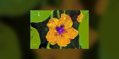 Cover image for the blooming fields