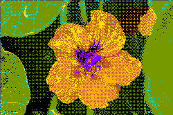 the blooming fields