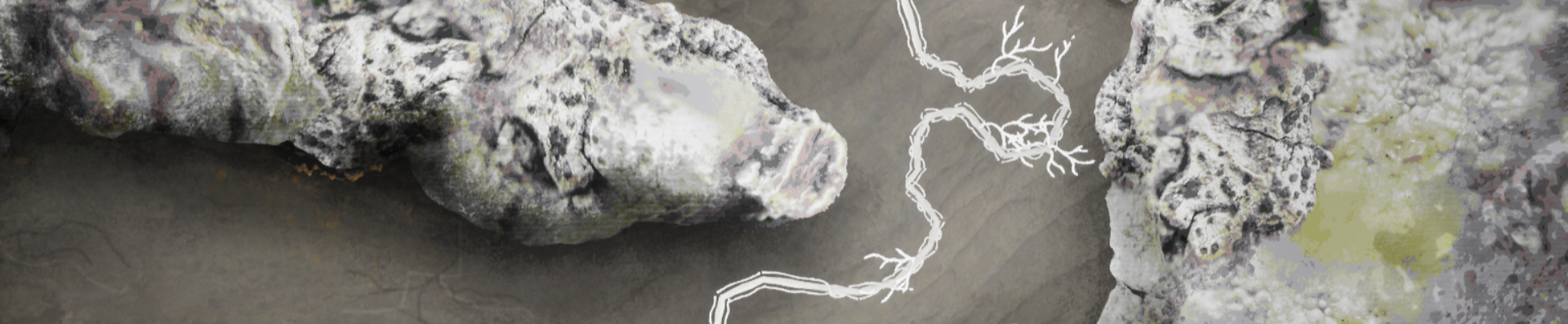 Hyphae