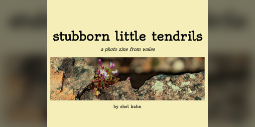 Cover image for stubborn little tendrils