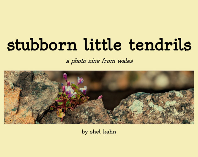 Cover image for stubborn little tendrils