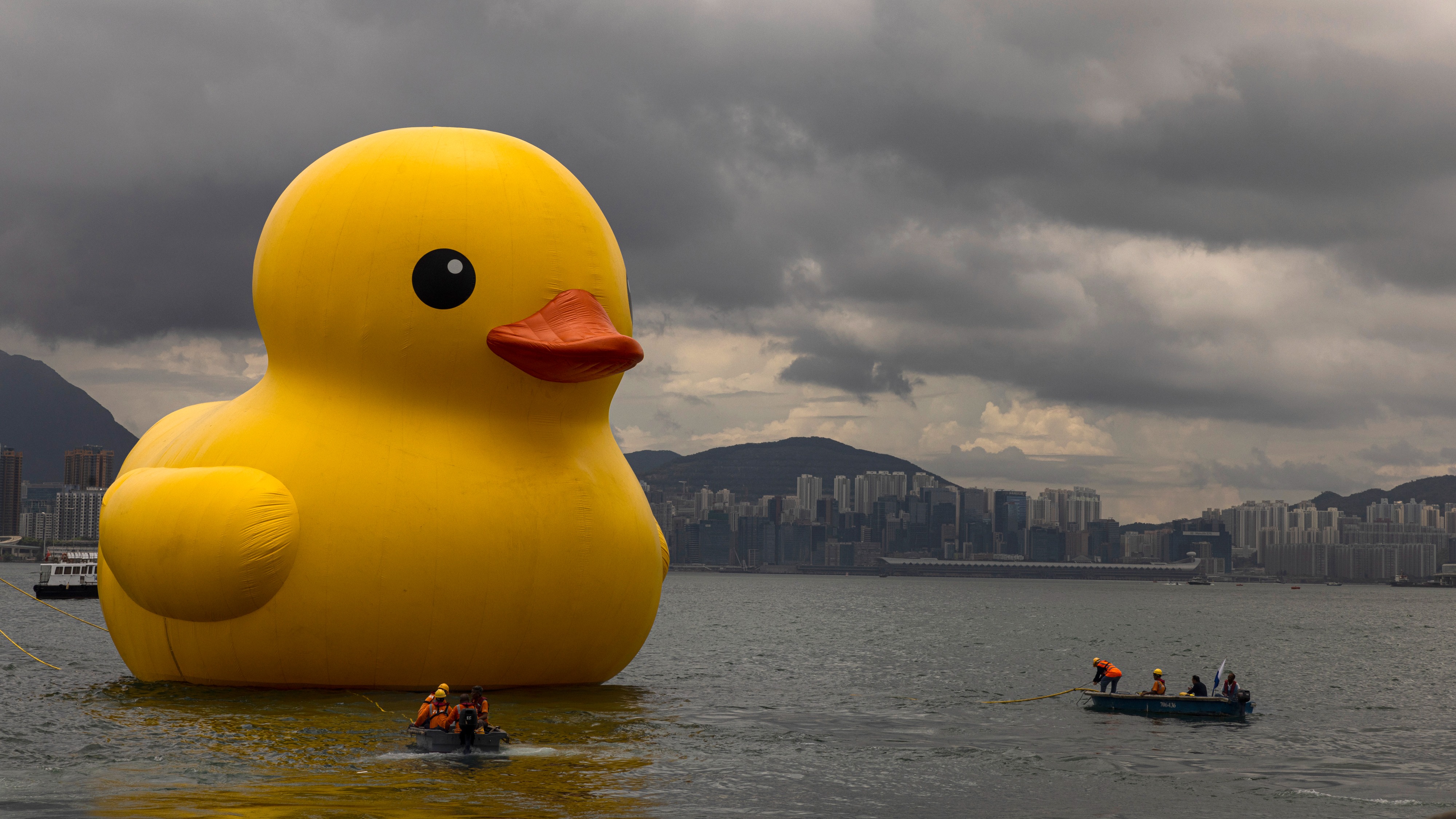 A wonderful duck