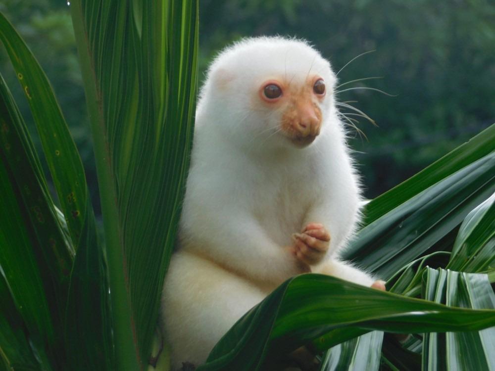 Cuscus killer