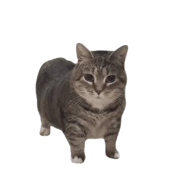 laser cat