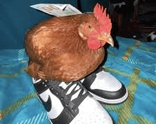 Chicken Taggers