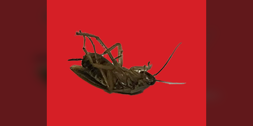 Cover image for ROACH GAME [ALPHA]