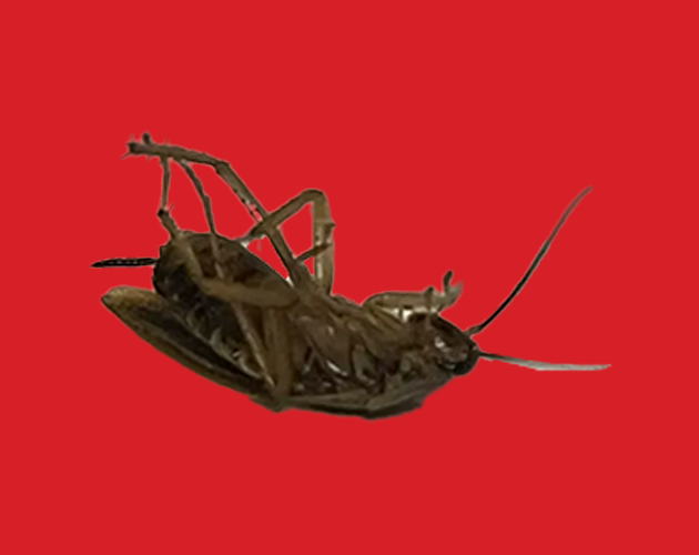 Cover image for ROACH GAME [ALPHA]