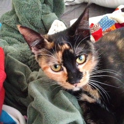 Scratch Cat Clicker
