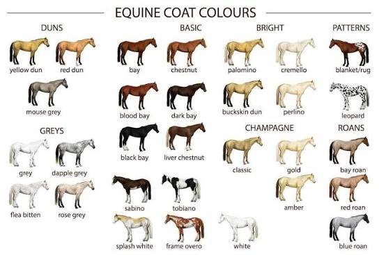 Horse Coat Generator