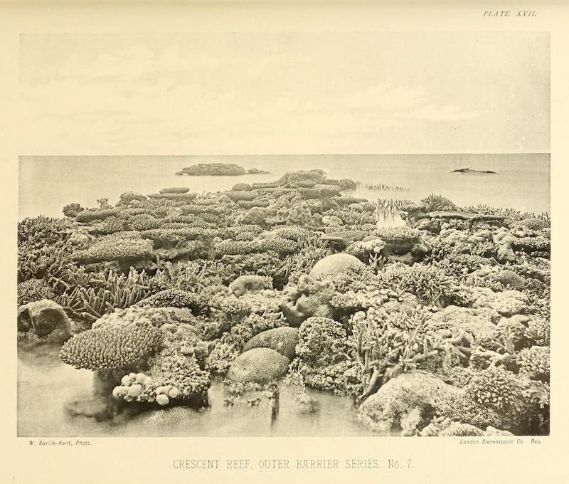 Cover image for Enclaves of the Eestern Coast