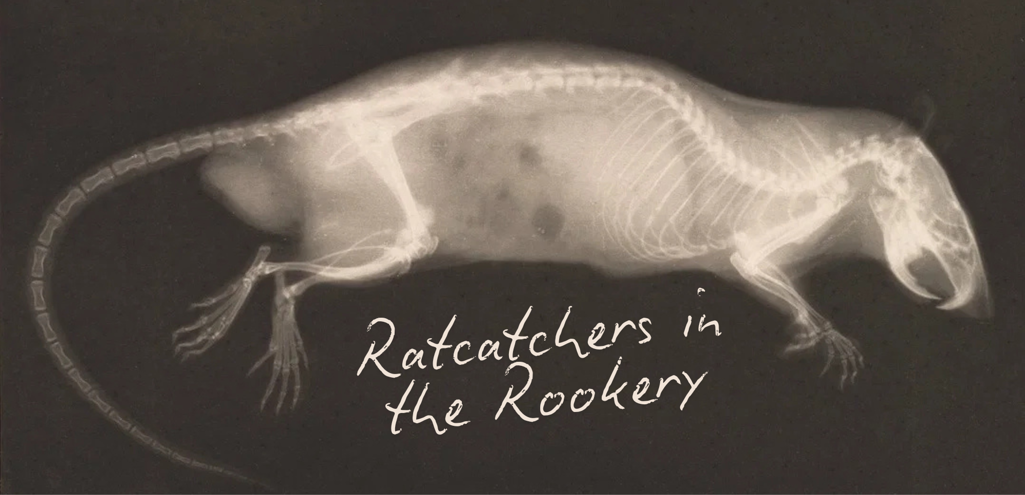 Cover image for Ratcatchers in the Rookery