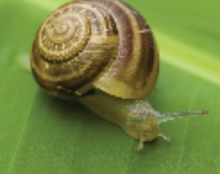 SNAIL SHOOTER [Free] [Shooter] [Windows]