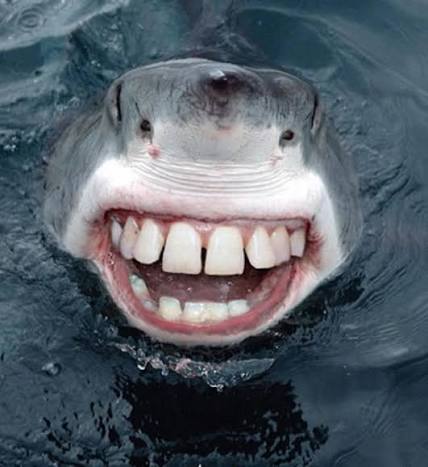 Shark gem