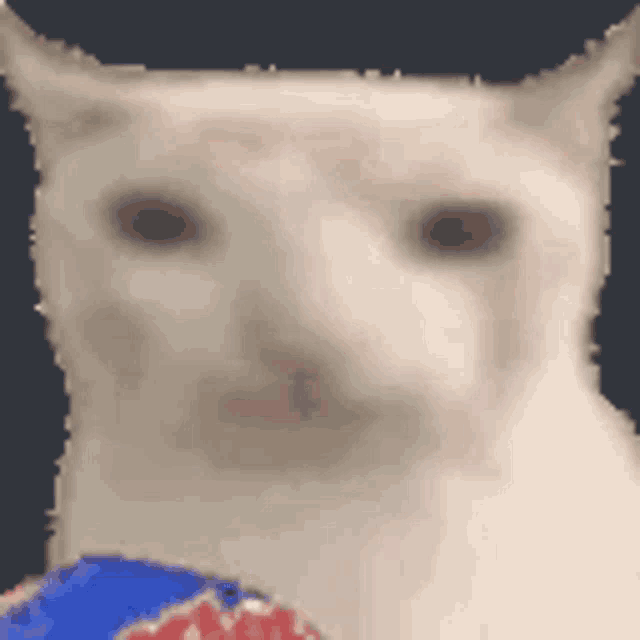 cat-eating-chips