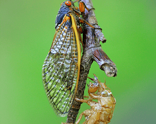 Cicada