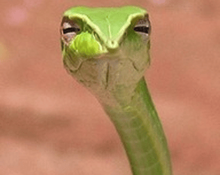 Snek game screenshot