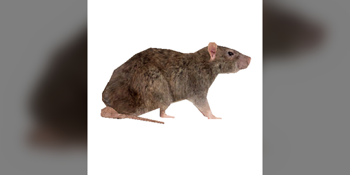 Cover image for Annoying Ratus