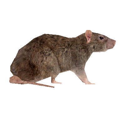 Annoying Ratus