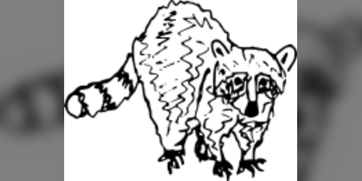 Cover image for Raccoon, Post-Man