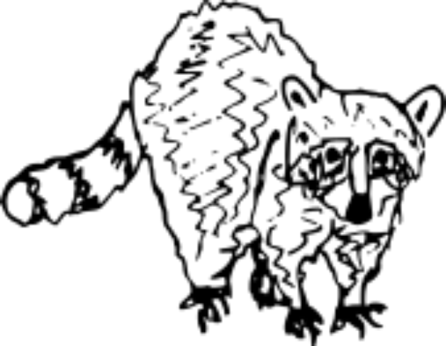 Cover image for Raccoon, Post-Man
