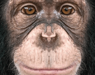 Monkey Tag (BETA) game screenshot