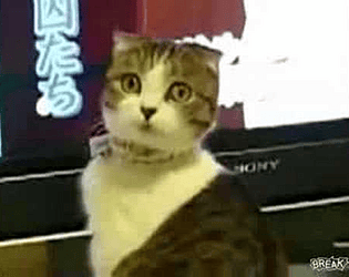 marjio test