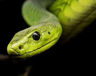 Jogo da serpente