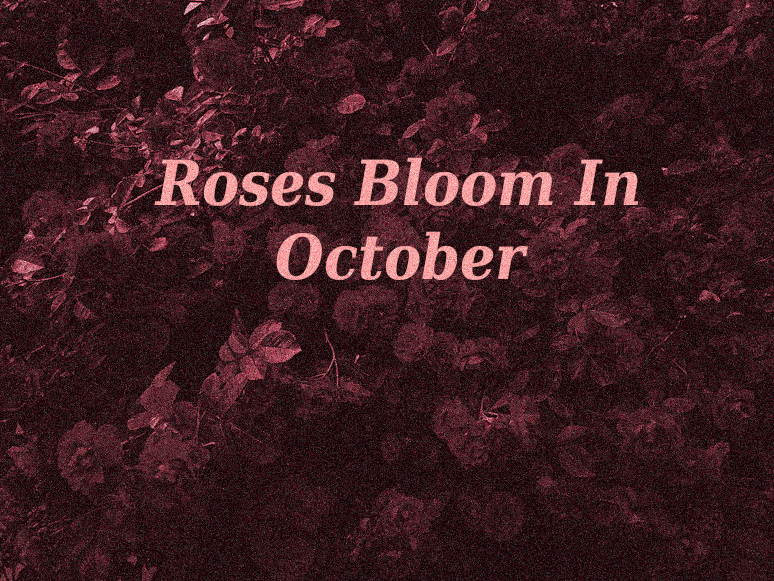 Cover image for Roses Bloom In October