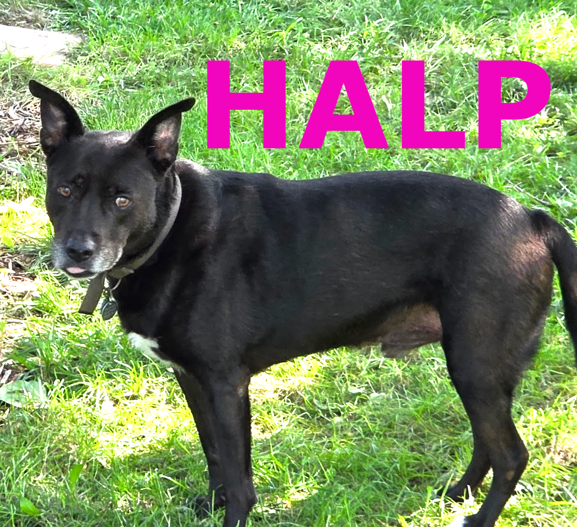 Help Dog