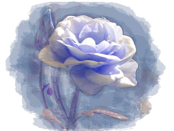 Cover image for Blue Rose