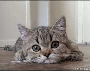 Press E To Pat The Cat