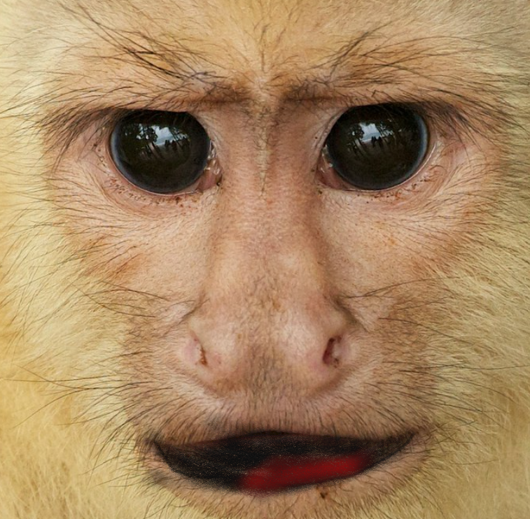 Chill Chimps Official
