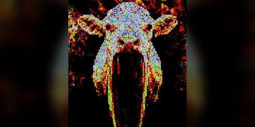 Cover image for cow