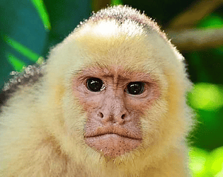Cover image for NEW gtag fangme (ChimpChamp)