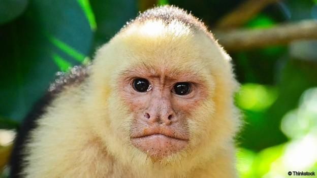 Cover image for NEW gtag fangme (ChimpChamp)