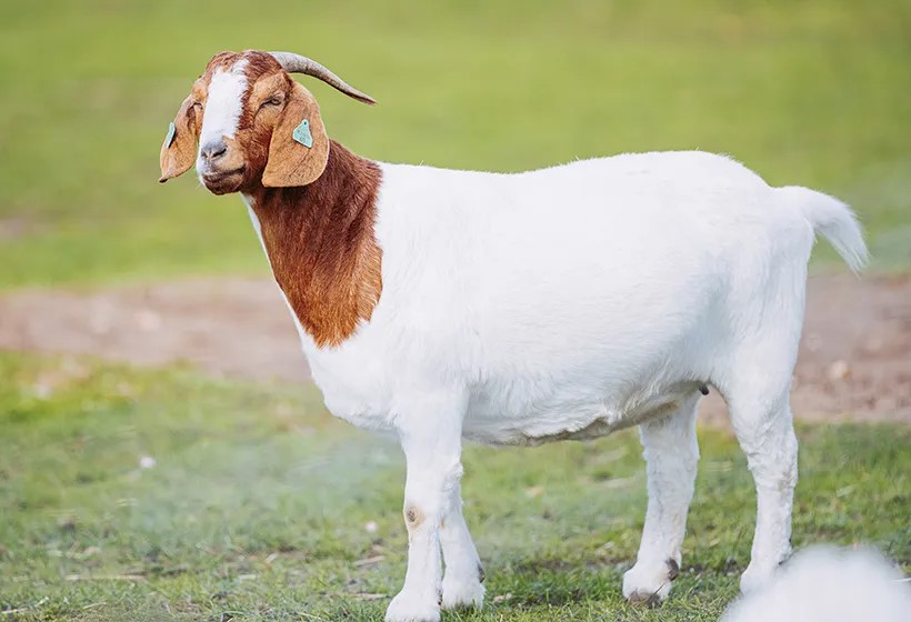 Cover image for Groovy like the goat