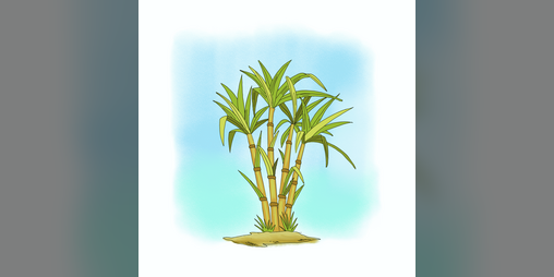 Cover image for Vilaz Kann