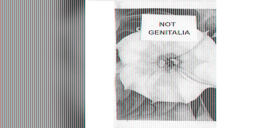 Cover image for Not Genitalia