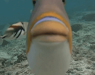 Stupid Fish [Free]