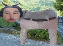 Office Mule