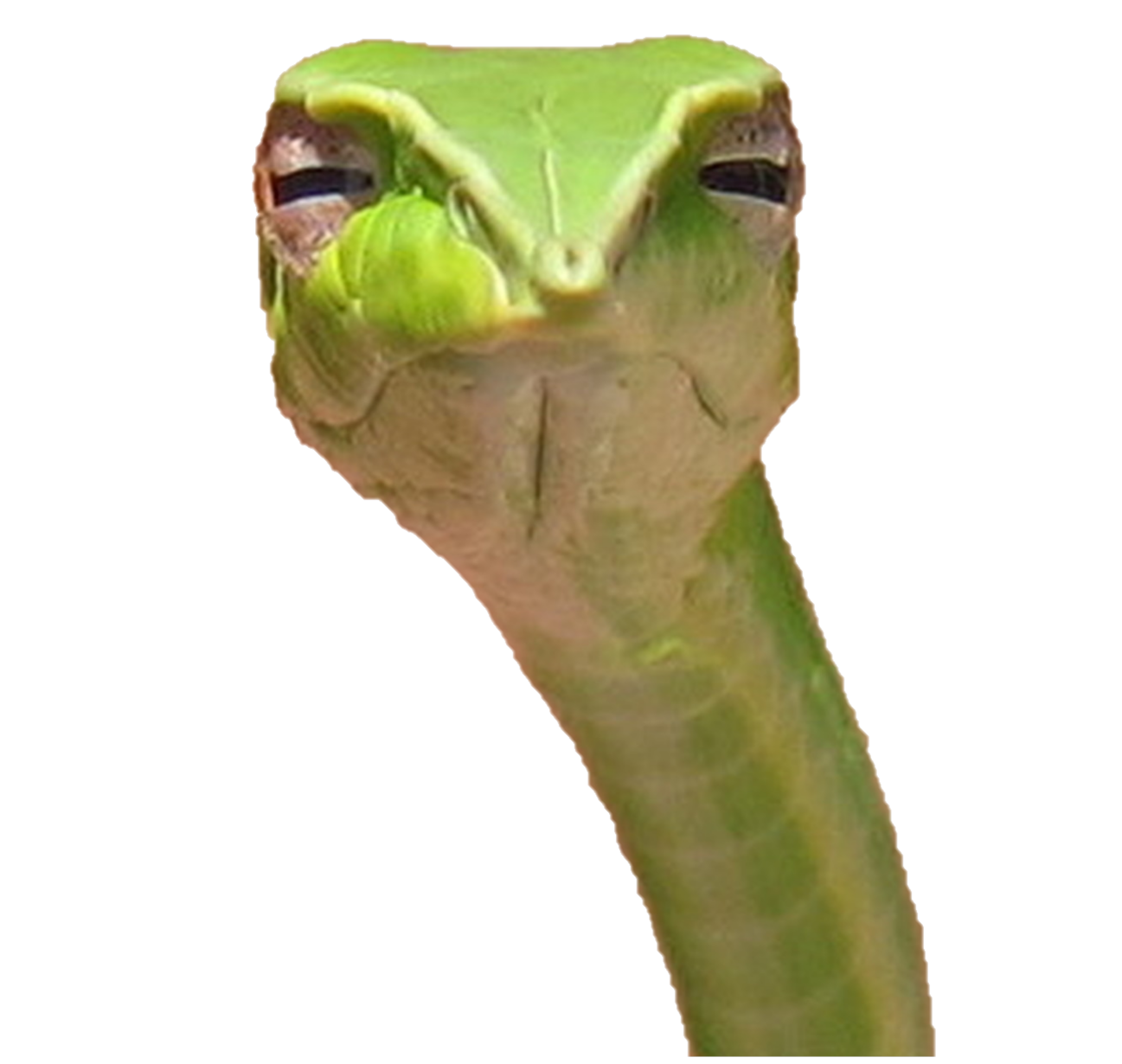Just a Snake
