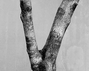 THE TREES [Free] [Other]