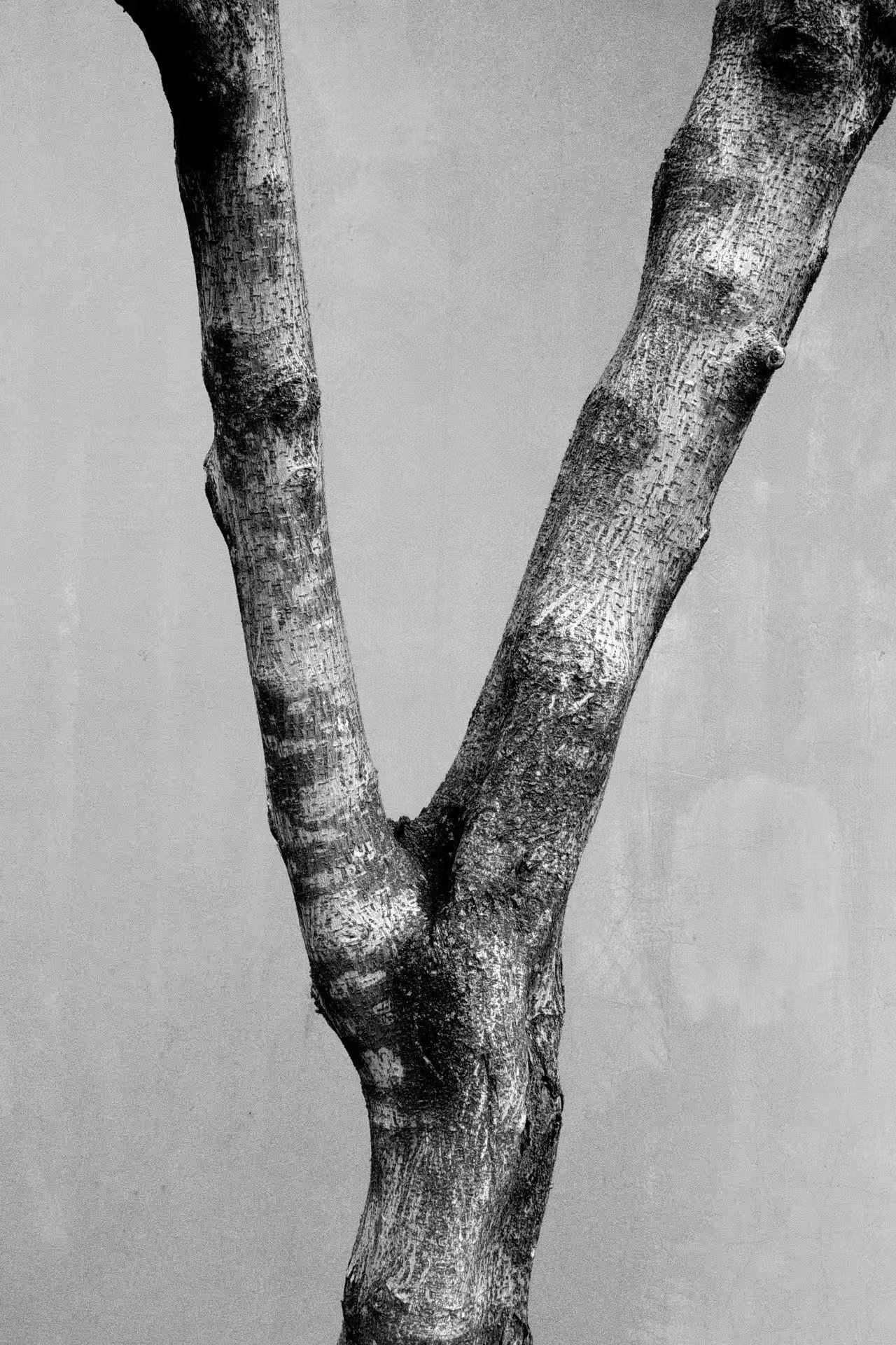 THE TREES